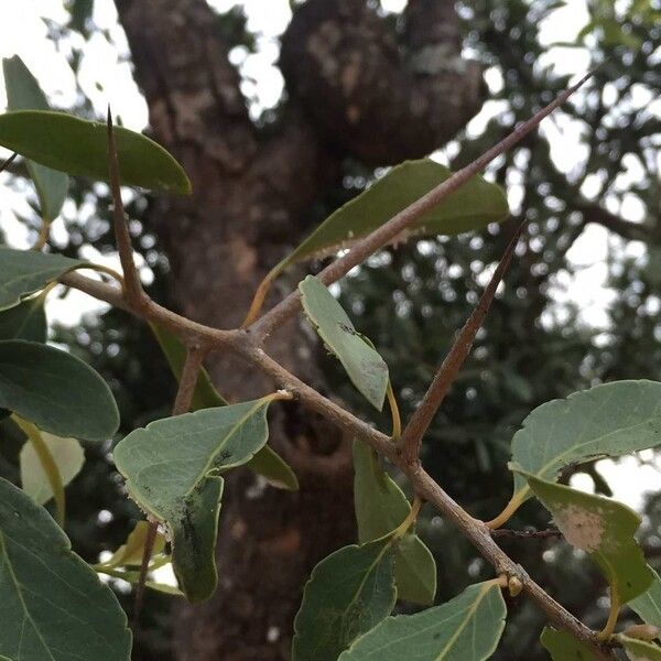 Scolopia zeyheri (Thorn pear)