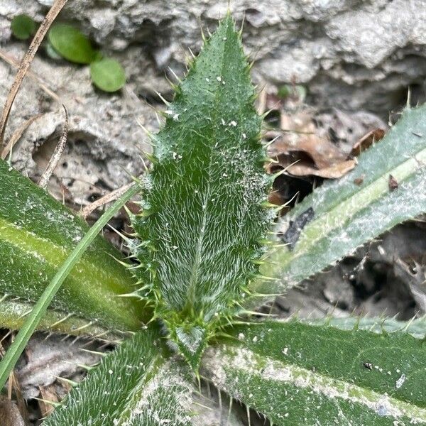 Cirsium monspessulanum Lapas