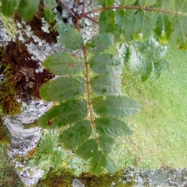 Sorbus aucuparia Blatt