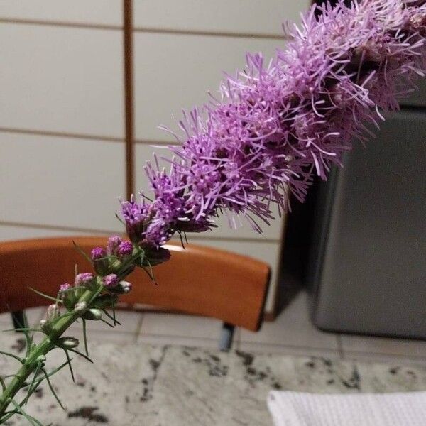 Liatris spicata Flower