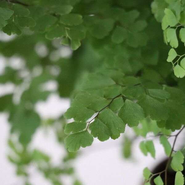 Adiantum raddianum Leaf