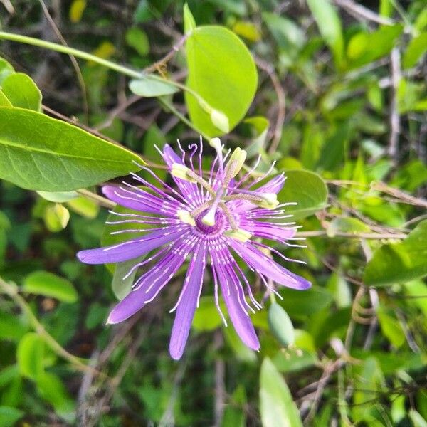 Passiflora amethystina Žiedas