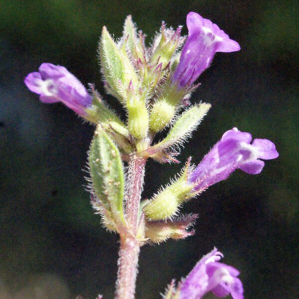 Clinopodium acinos Blüte