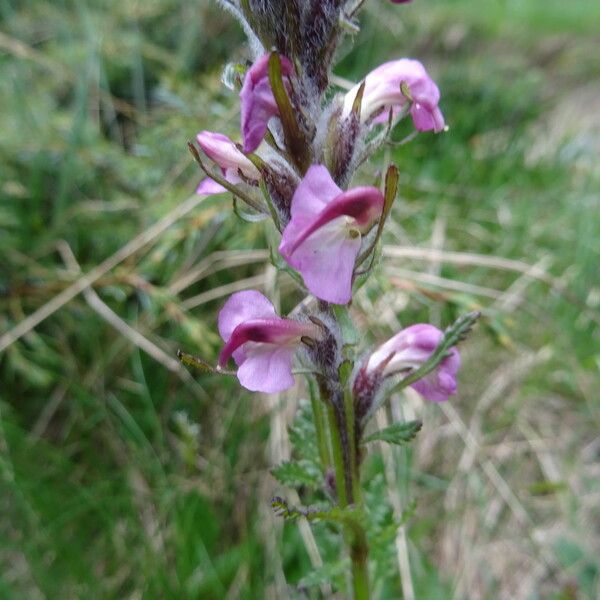 Pedicularis gyroflexa Blomst