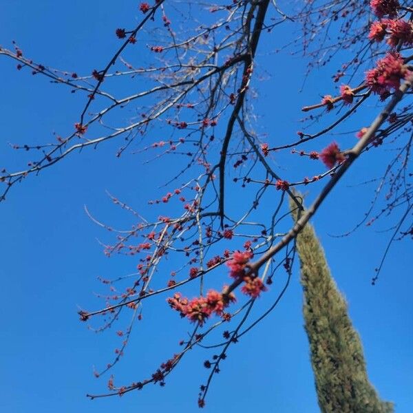 Acer rubrum Virág