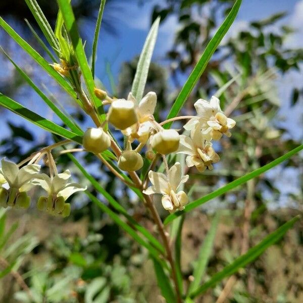 Gomphocarpus fruticosus ফুল