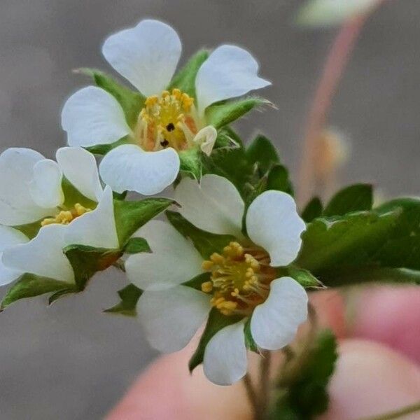 Potentilla pedata Квітка