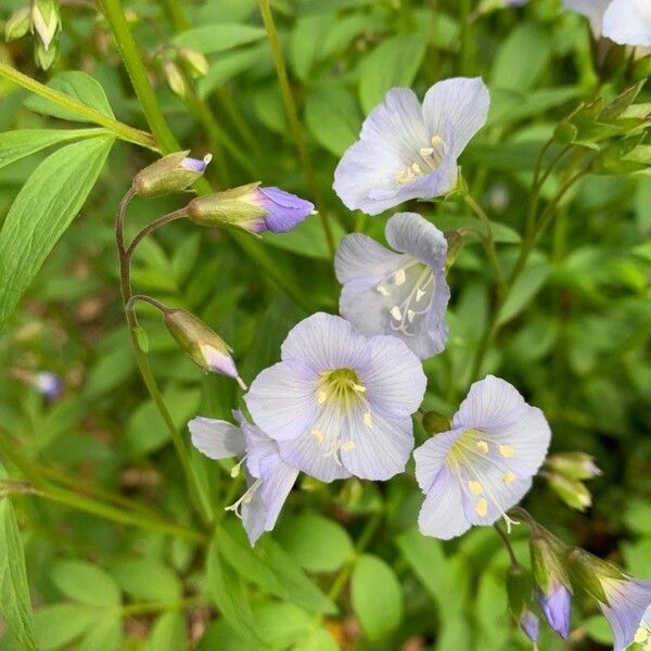 Polemonium reptans ᱵᱟᱦᱟ