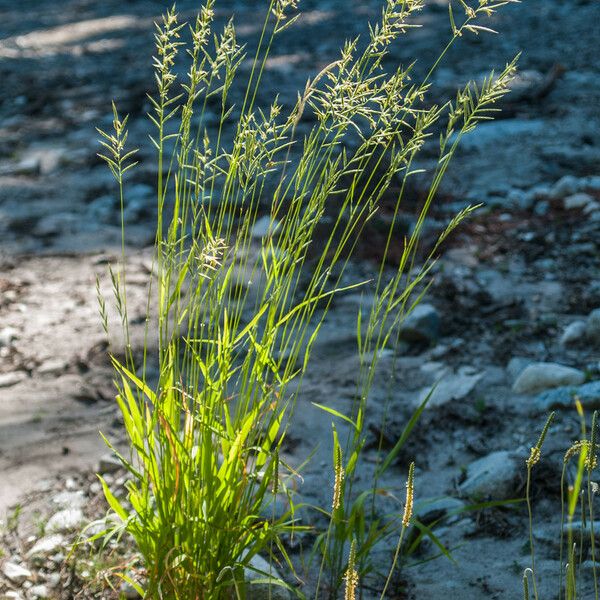 Brachypodium pinnatum Квітка