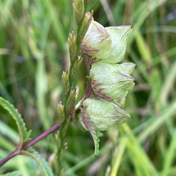 Rhinanthus minor Fruit