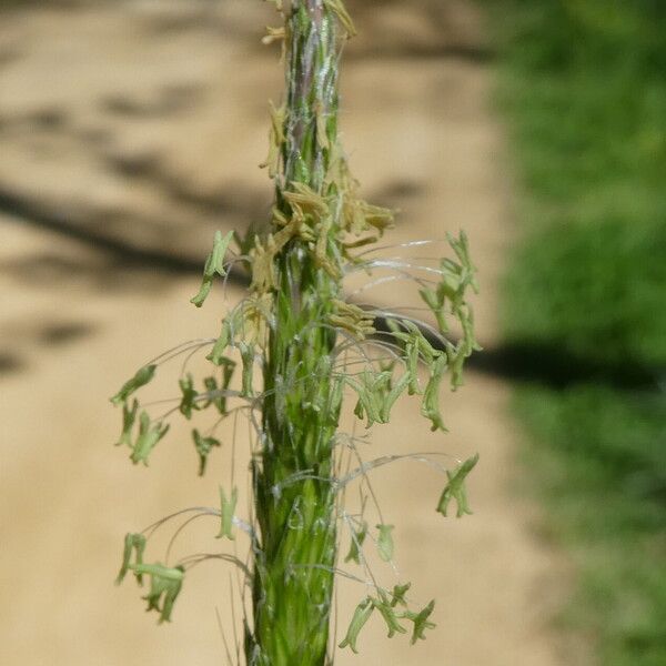 Alopecurus myosuroides Flower