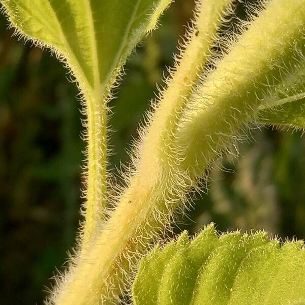 Helianthus annuus Corteccia