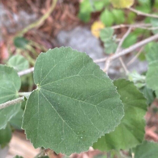 Malva subovata Leaf