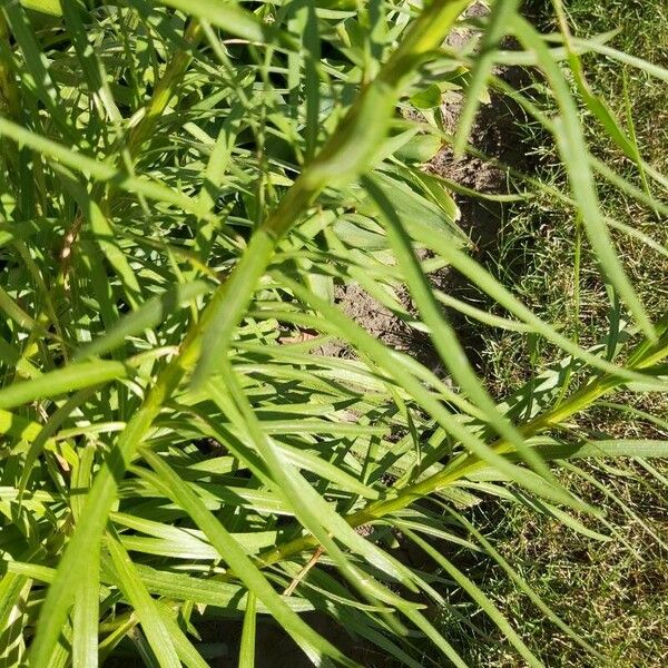 Liatris spicata Blad