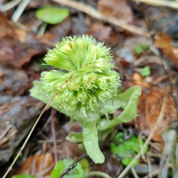 Petasites albus Blomma