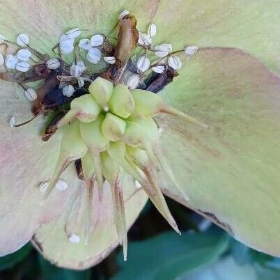 Helleborus niger Flower