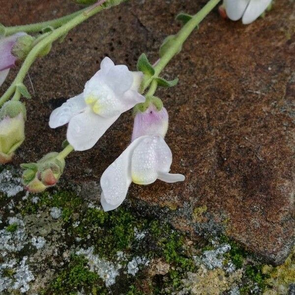 Antirrhinum hispanicum Blüte