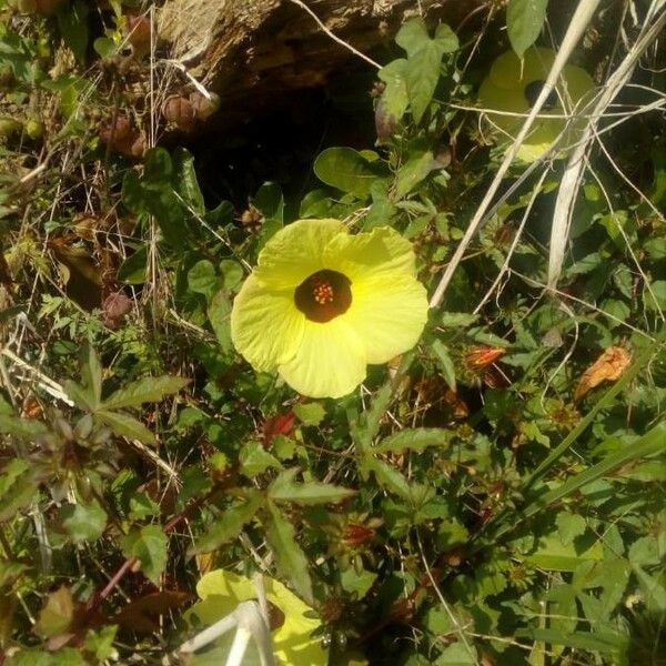 Hibiscus surattensis Flor