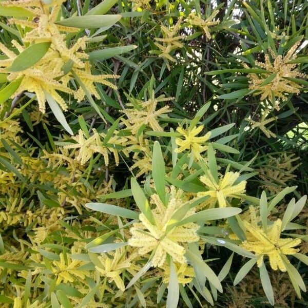 Acacia longifolia Flower