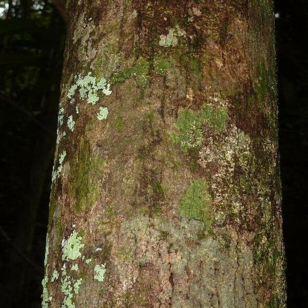 Licania laxiflora Bark