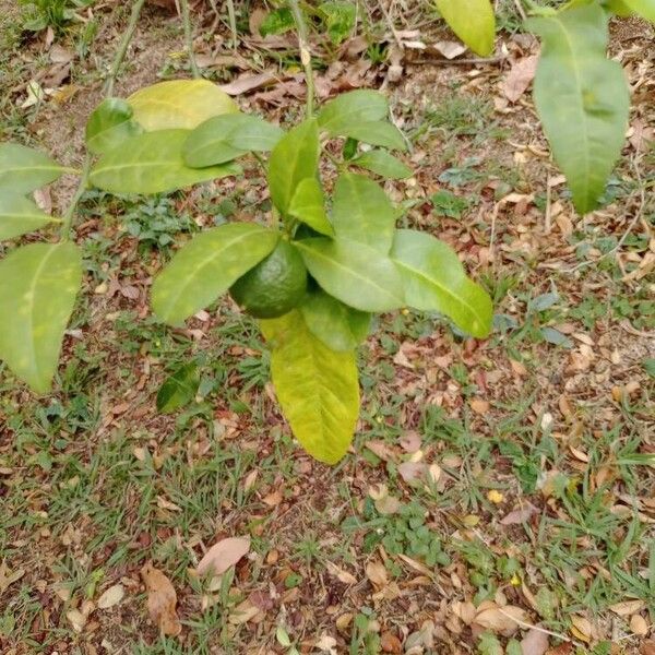 Citrus hystrix Lehti