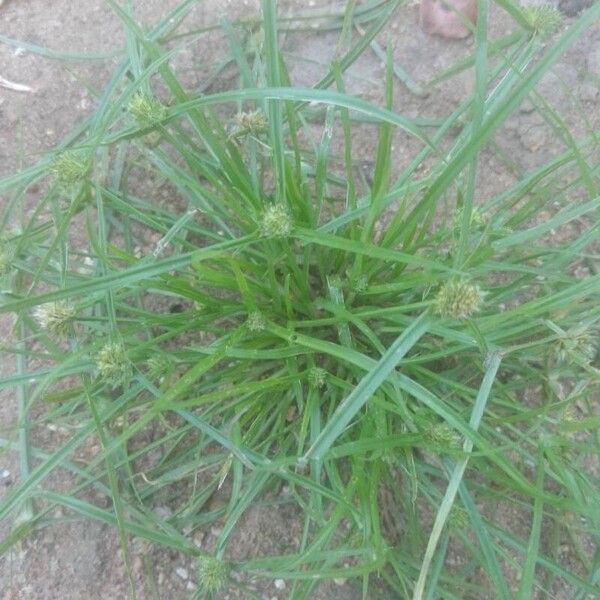 Cyperus brevifolius Ліст