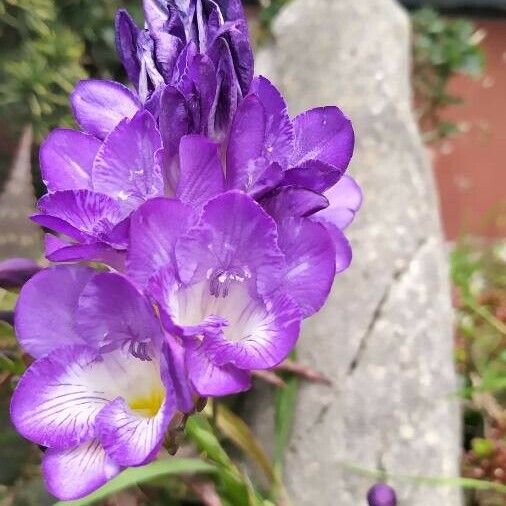 Freesia × kewensis പുഷ്പം