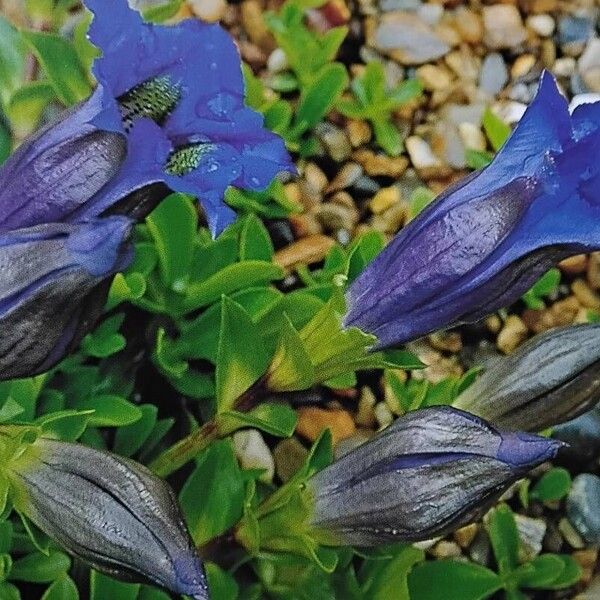 Gentiana acaulis Virág