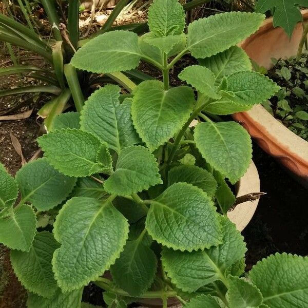 Plectranthus amboinicus Blatt