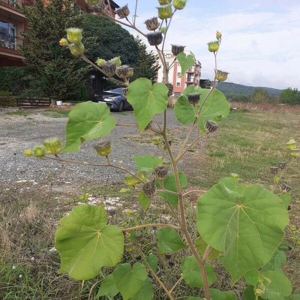 Abutilon theophrasti Fruct