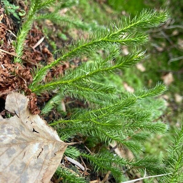 Lycopodium clavatum Liść