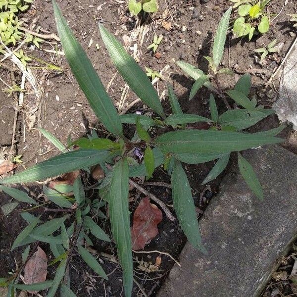 Ruellia simplex Leaf