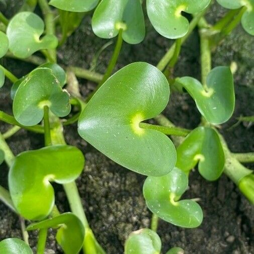 Heteranthera reniformis Leaf