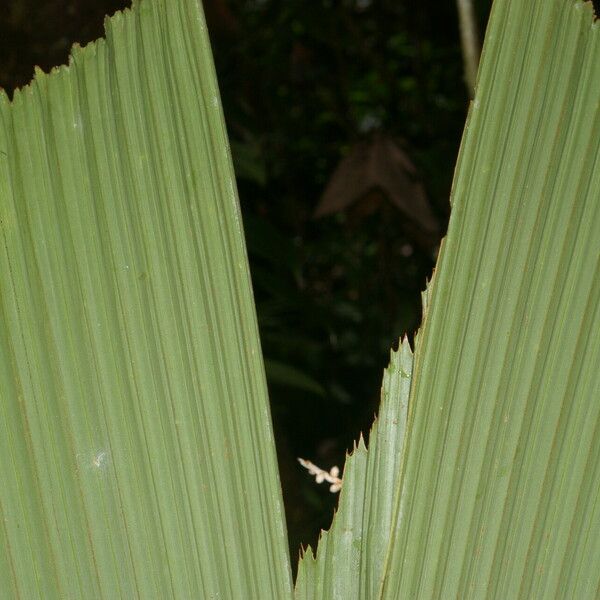 Reinhardtia latisecta Blatt