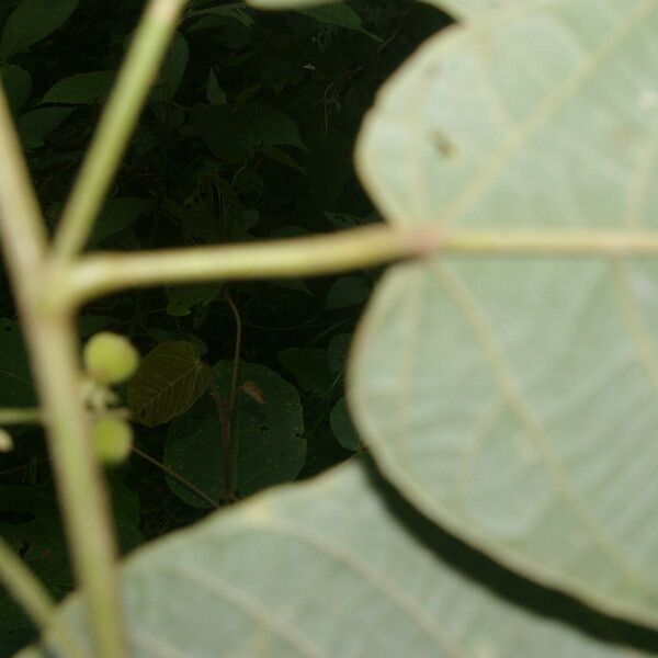 Croton billbergianus Leaf