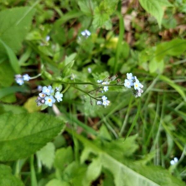 Myosotis scorpioides Цвят