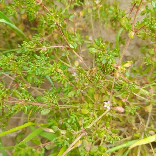 Frankenia pulverulenta Habit