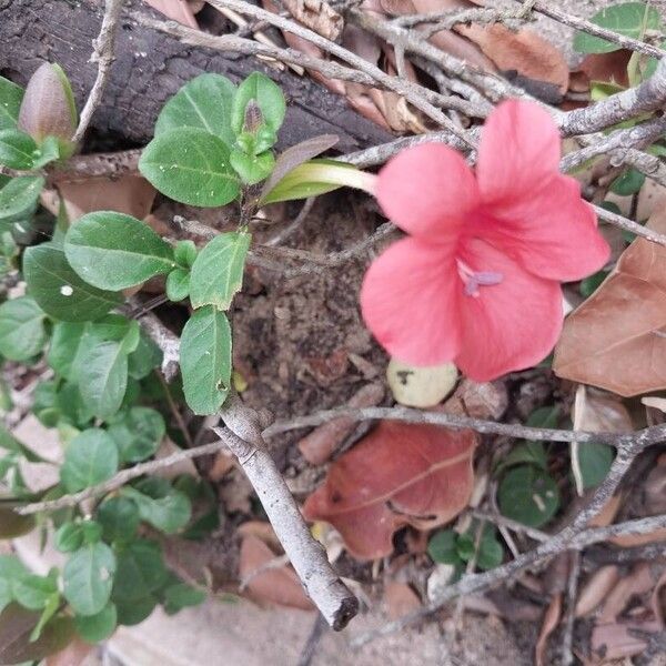 Barleria repens Листок