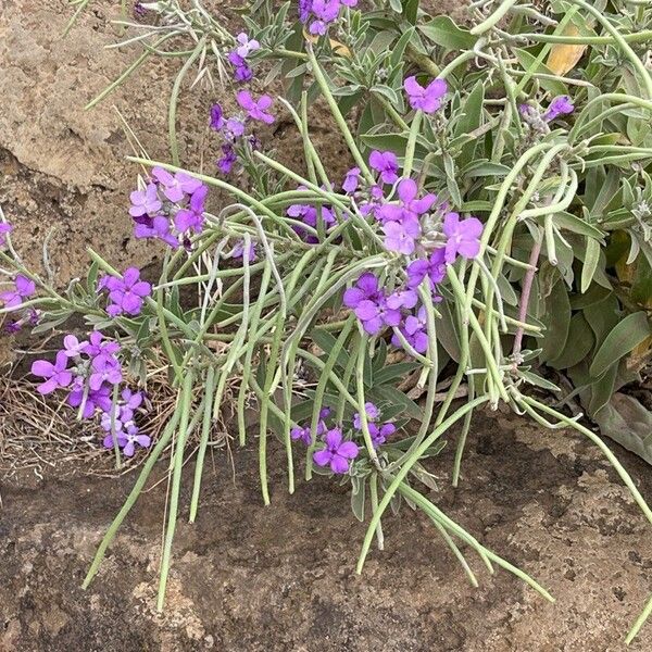 Matthiola maderensis Flower