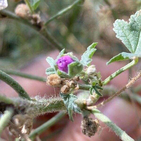 Malva nicaeensis Цветок