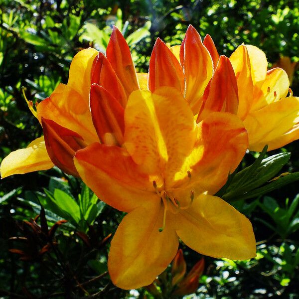 Rhododendron japonicum Flower