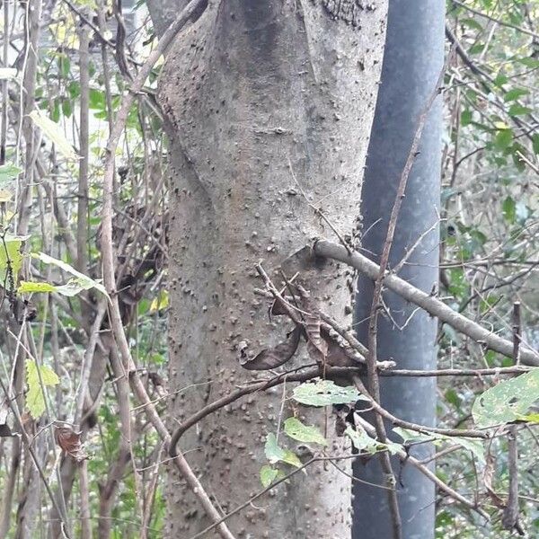 Celtis laevigata Rinde