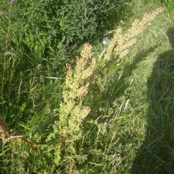 Rumex longifolius Blatt