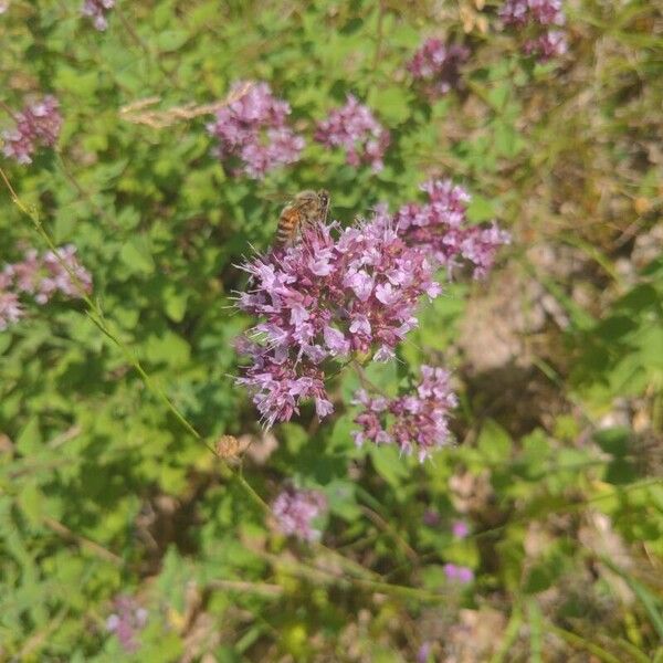 Origanum vulgare Flower