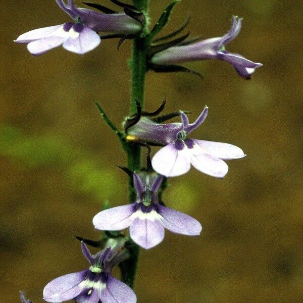 Lobelia puberula फूल