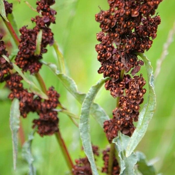 Rumex crispus Leaf