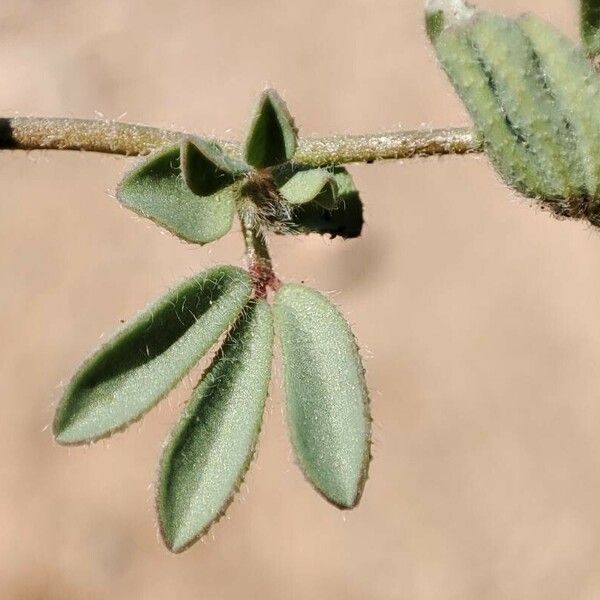 Lotus glinoides Φύλλο