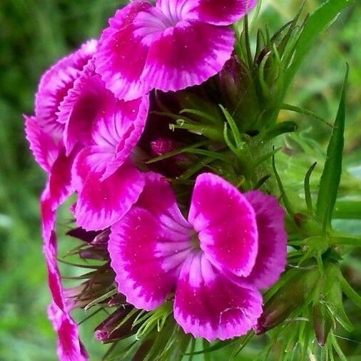 Dianthus barbatus Квітка