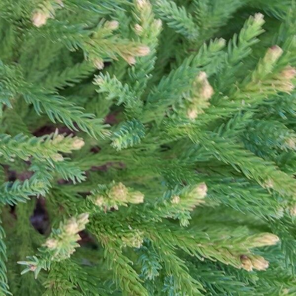 Cryptomeria japonica पत्ता