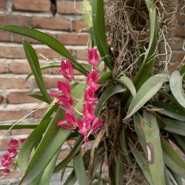 Rodriguezia lanceolata Lorea